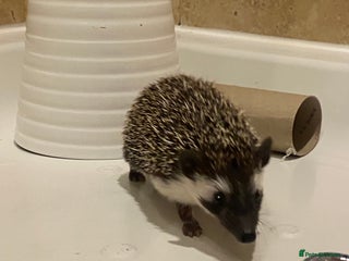 Pygmy Hedgehog rodents Twiglets looking for a new home - Advert 1