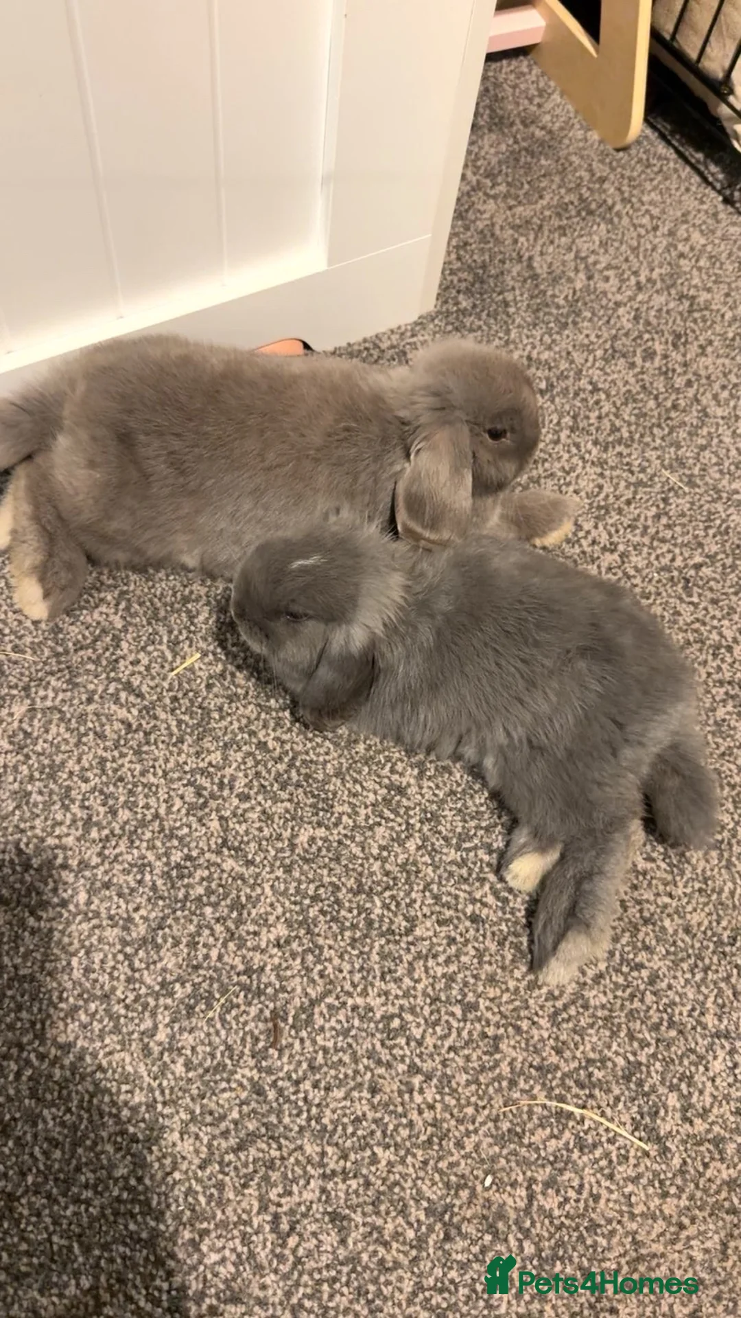 Mini Lop rabbits for sale: Male and Female Mini Lop Rabbits in York - Advert 9