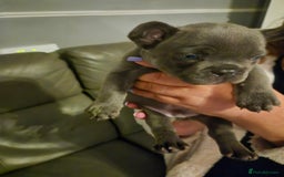 French Bulldog dogs for sale: Last of the litter  - Image 5
