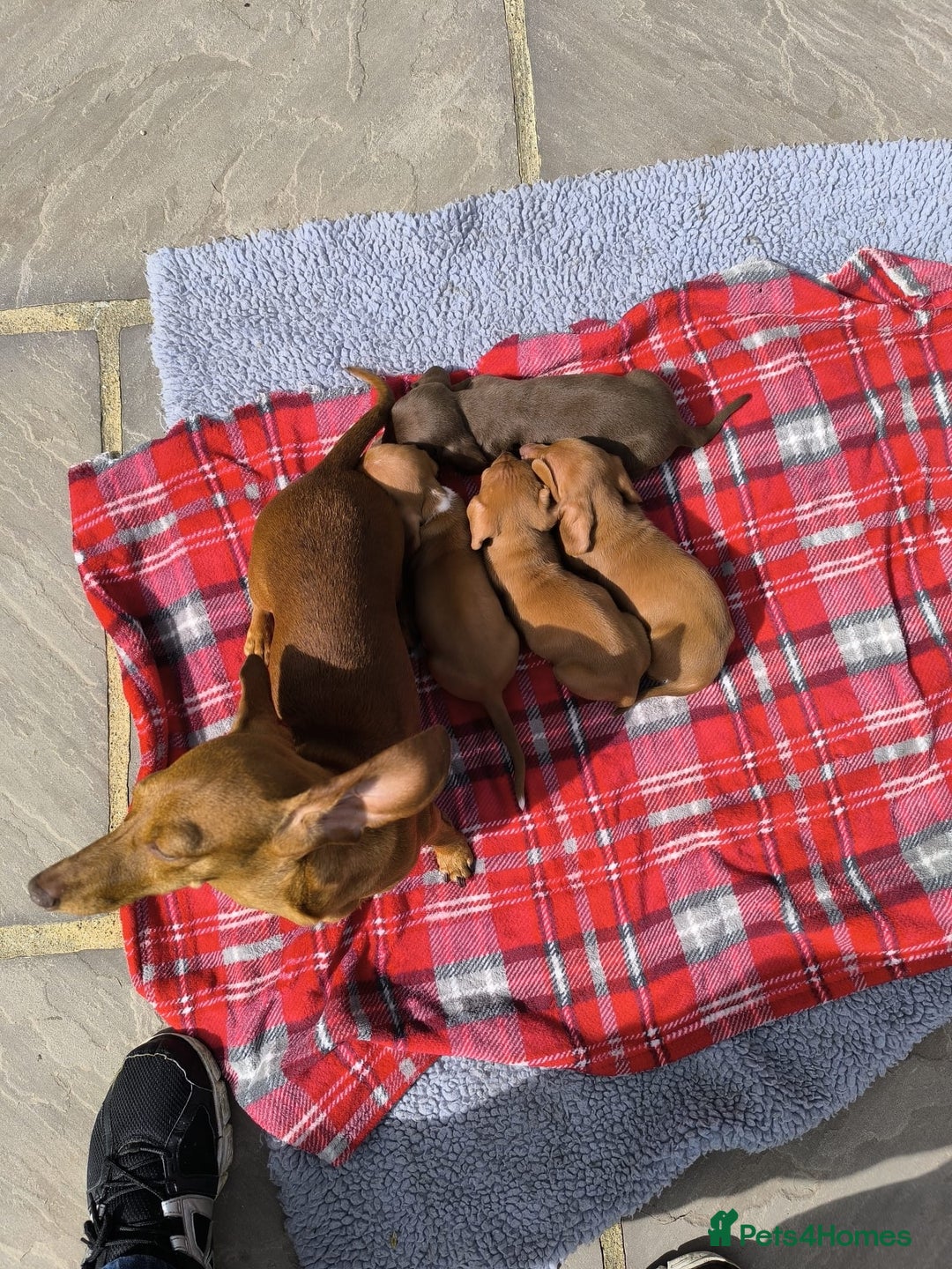 Miniature Dachshund dogs for sale: Superb Miniature KC reg Dachshund puppies - Image 27