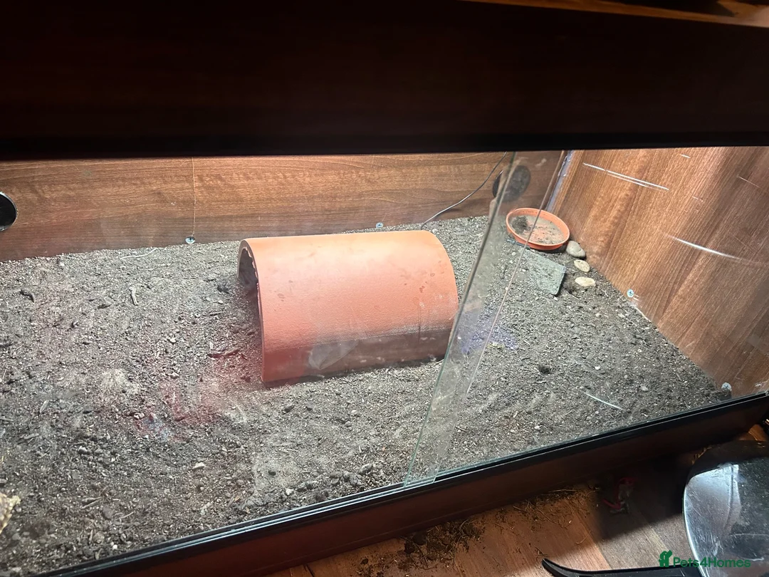 Tortoise reptiles for sale: Tortoise for sale  - Advert 6
