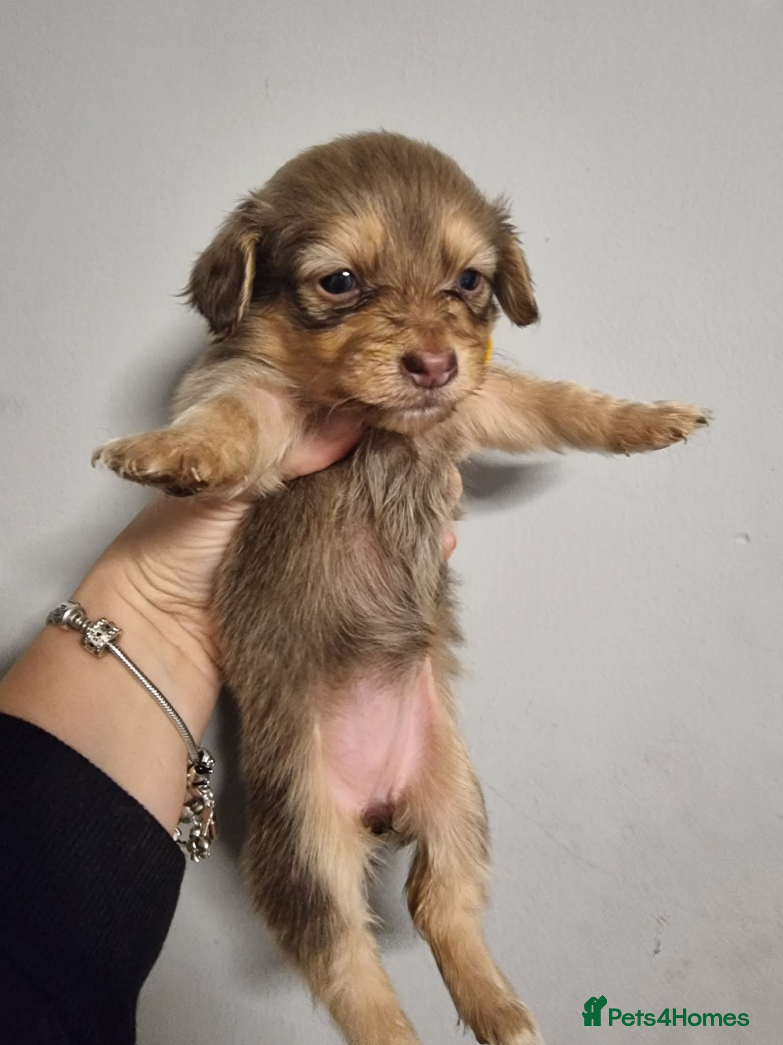 Mixed Breed dogs Miniature Dachshund x Pomeranian Puppies - Advert 9