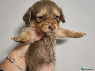 Mixed Breed dogs Miniature Dachshund x Pomeranian Puppies - Advert 9