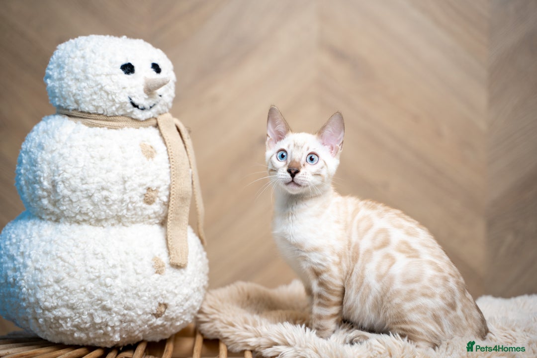 Bengal cats for sale: SNOW LYNX PURE BENGAL BOY-Frankie-Top Personality - Advert 1