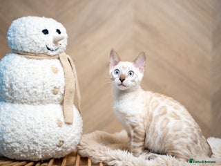 Bengal cats SNOW LYNX PURE BENGAL BOY-Frankie-Top Personality - Advert 1