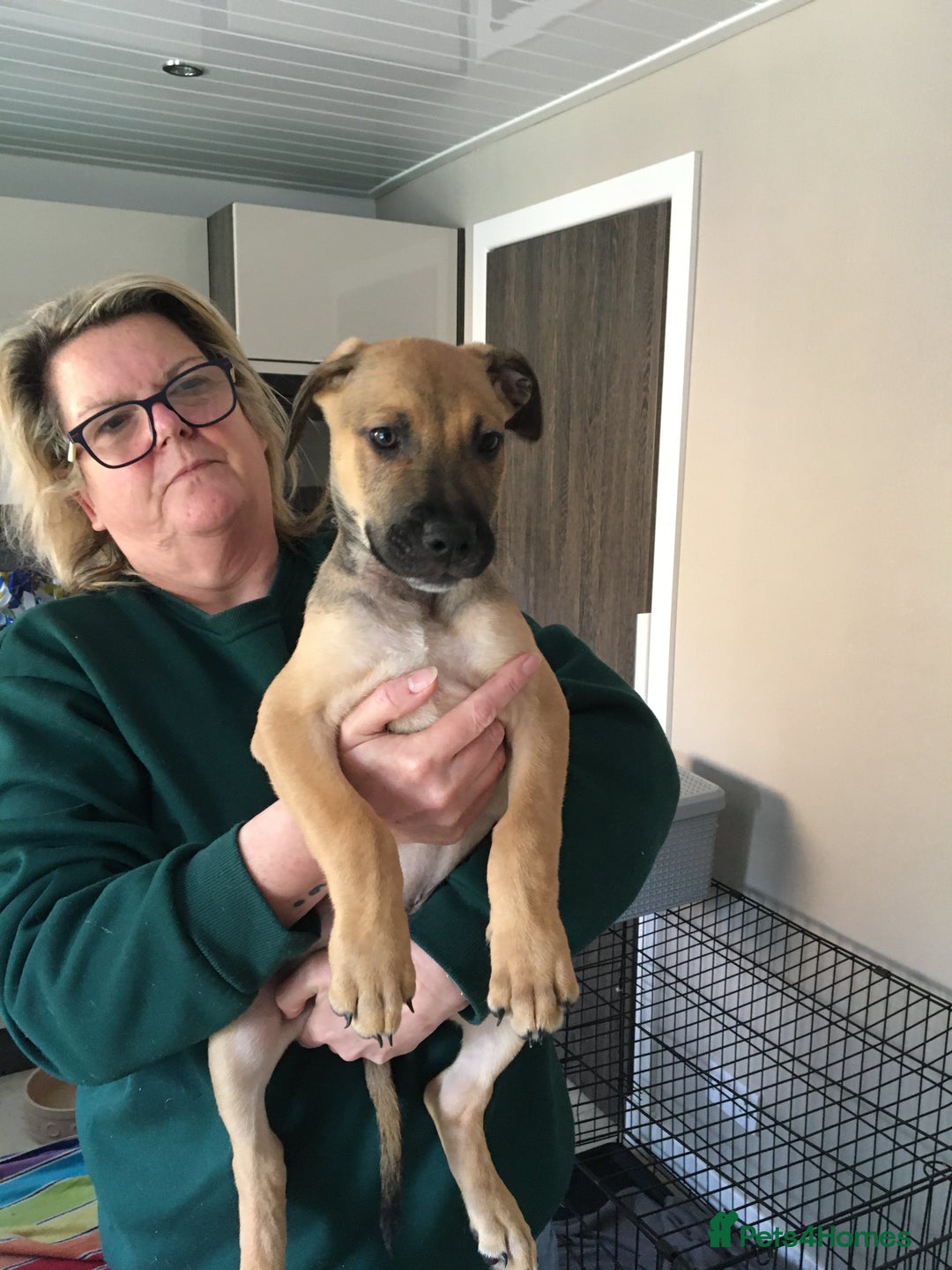 Mixed Breed dogs for sale: Belgian Malanois X American Bulldog  - Image 8