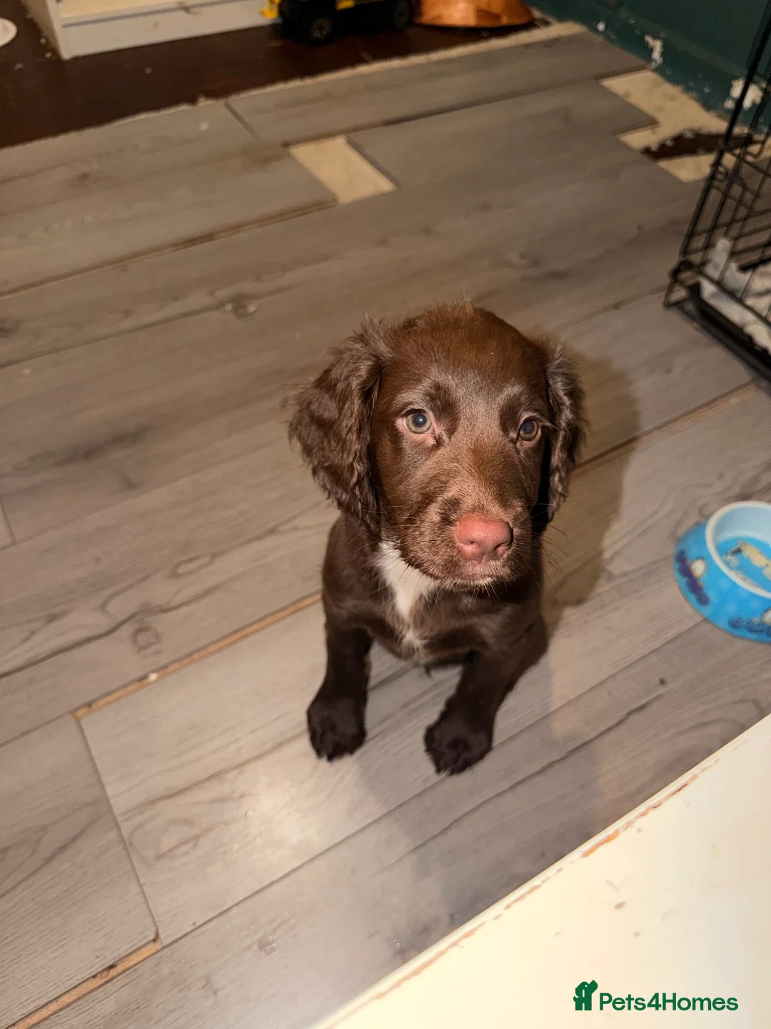 English Springer Spaniel dogs for sale: 6x Brown Springer Puppies  - Advert 2