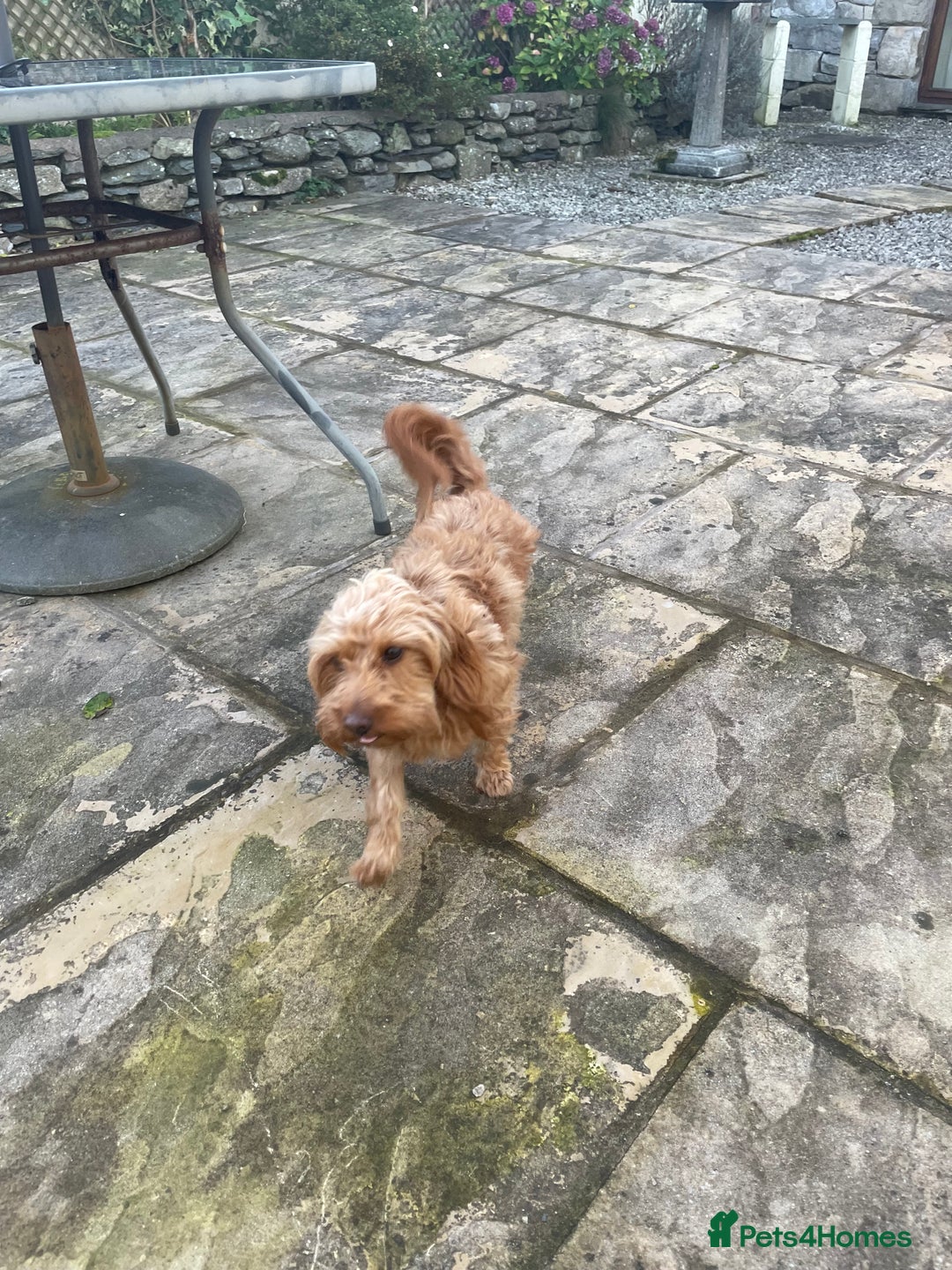 Doxiepoo dogs for sale: Stunning Doxipoo puppies  - Advert 6