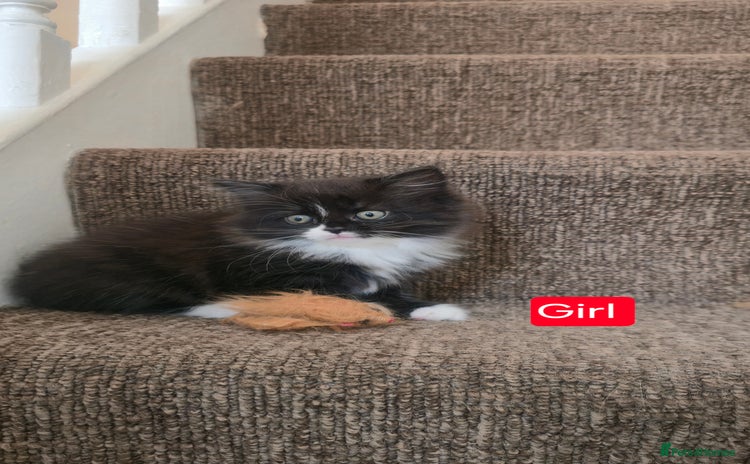 Mixed Breed cats - Advert 6