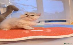 Persian cats for sale: Persian Chinchilla boy Looking for Loving Home - Image 4