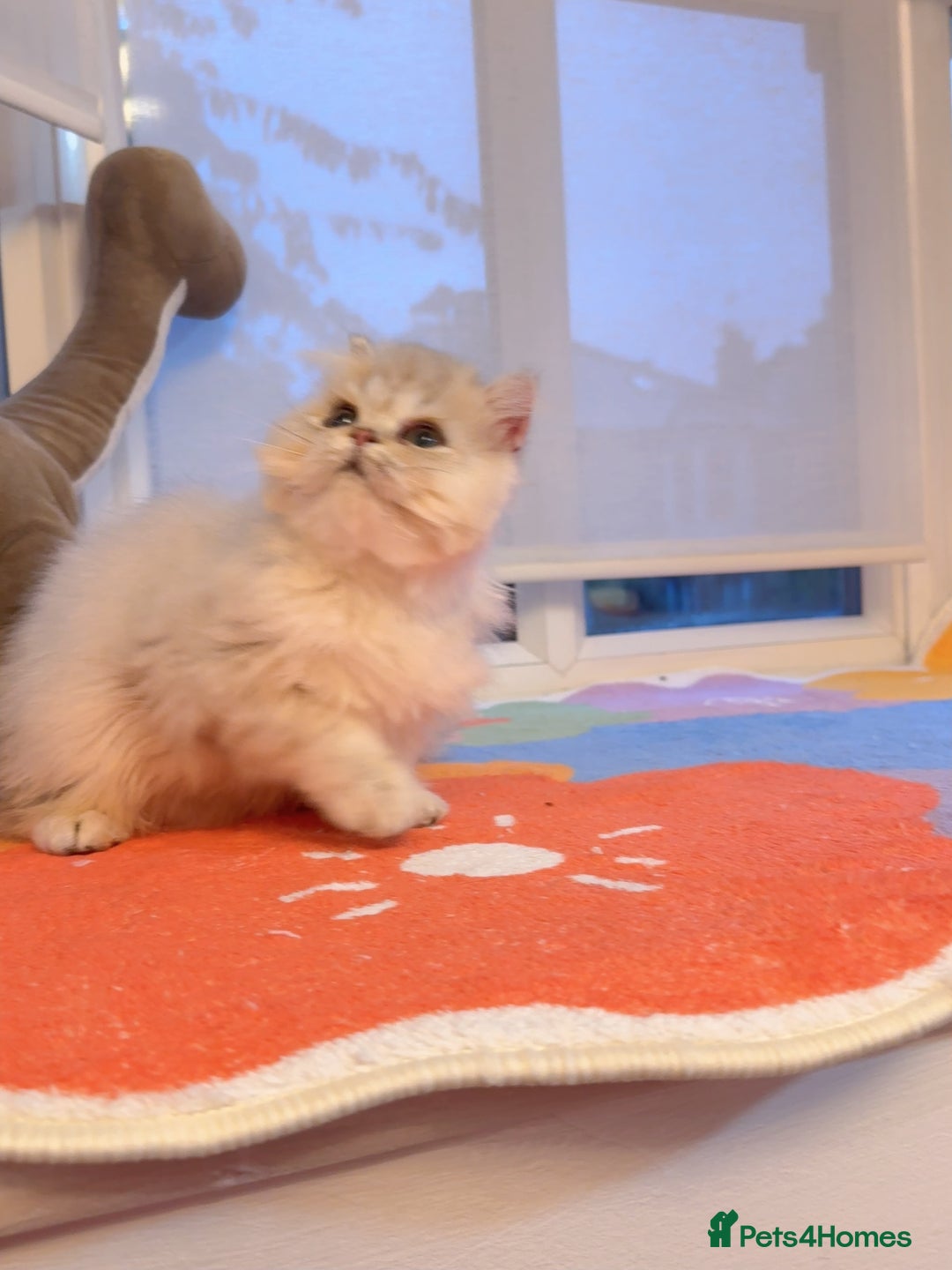 Persian cats for sale: Persian Chinchilla boy Looking for Loving Home - Image 4