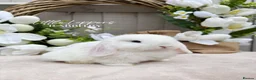 Mini Lop rabbits for sale: One Male One Female Mini Lop Babies to reserve now - Advert 6