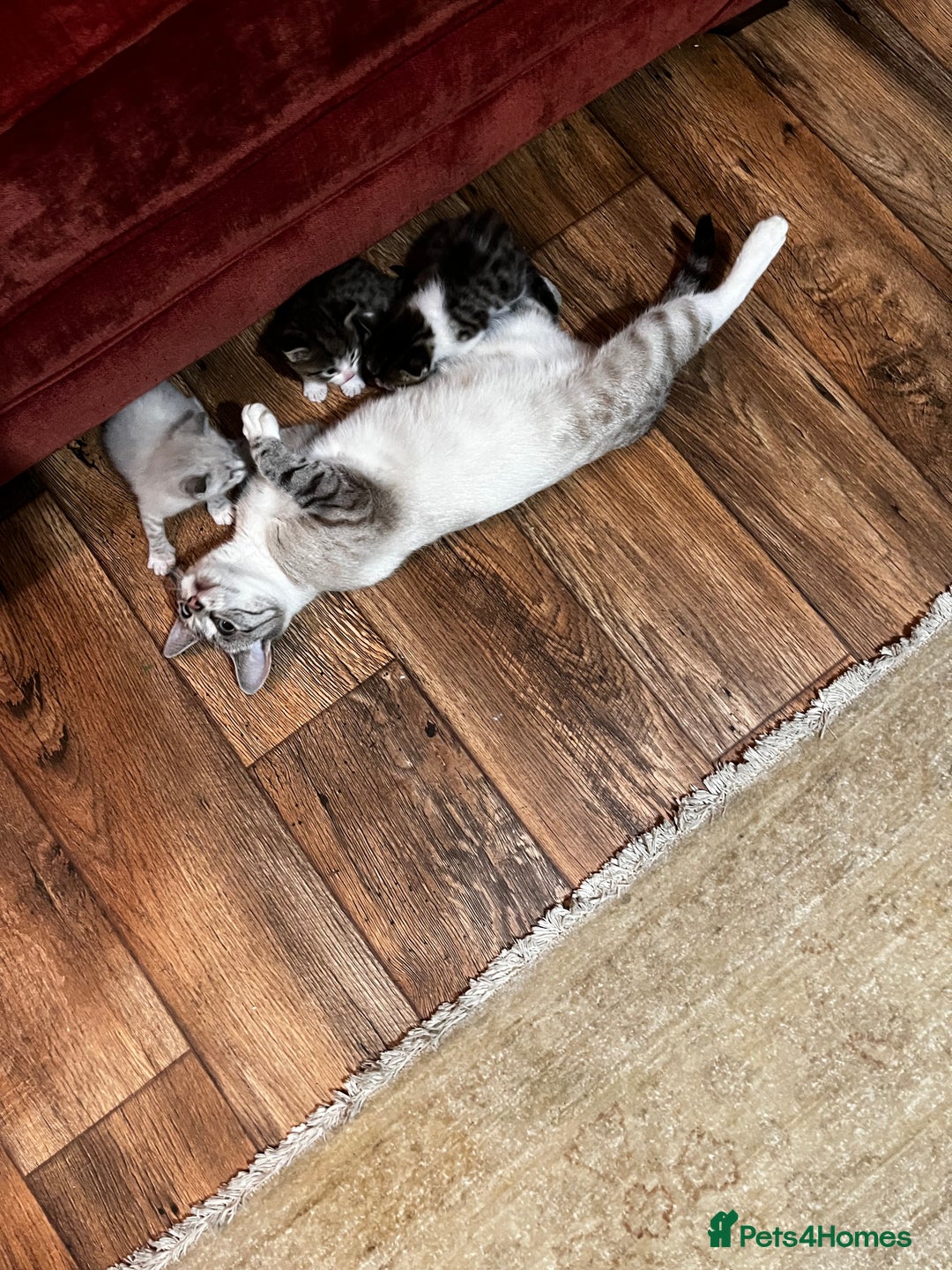 Mixed Breed cats for sale: Kittens for sale - Image 3