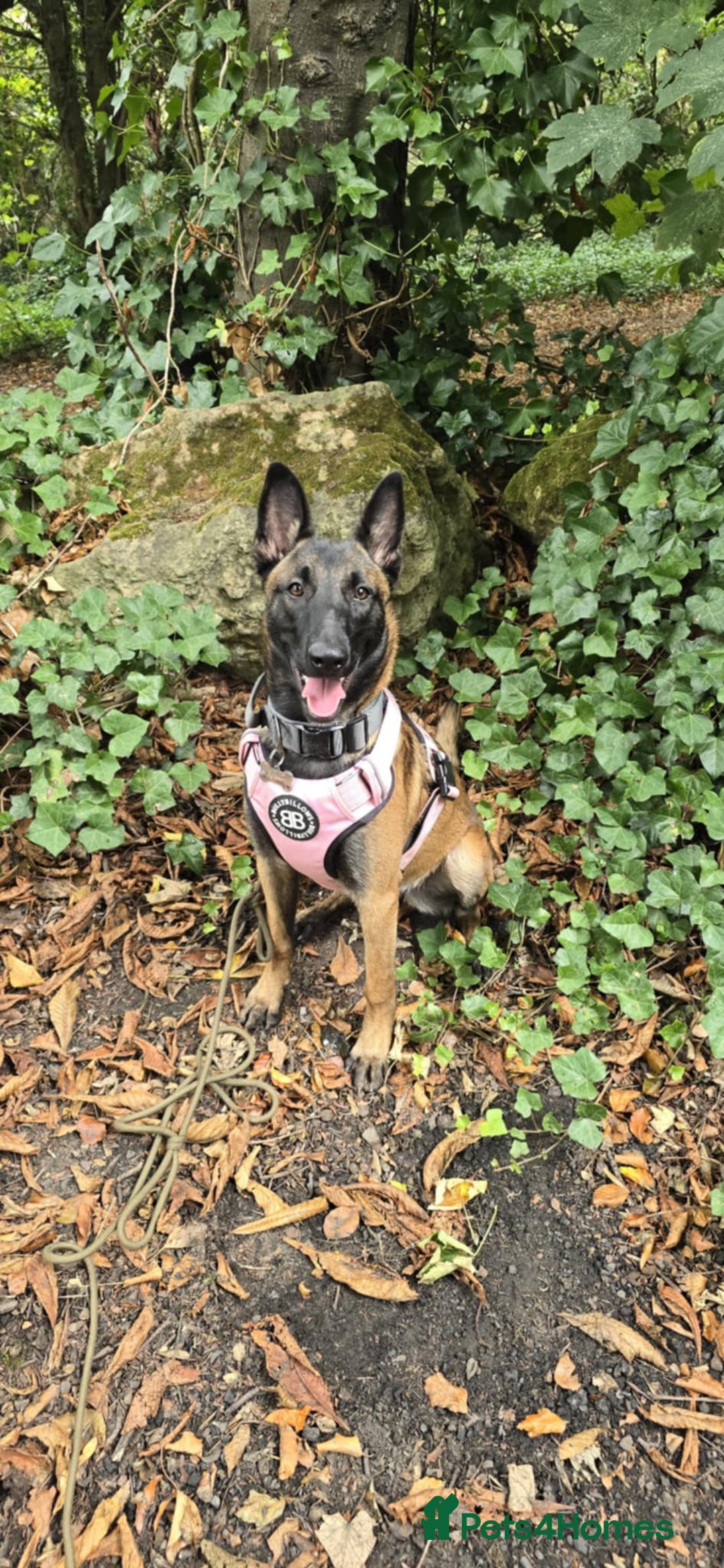 Belgian Shepherd Dog dogs for sale: For Rehome - Image 2