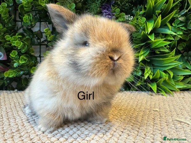 Mini Lop rabbits ⭐️ MINI LOPS ⭐️ ready to reserve - Advert 7
