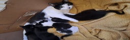 Mixed Breed cats for sale: Beautiful Kittens Looking for Homes - Advert 4