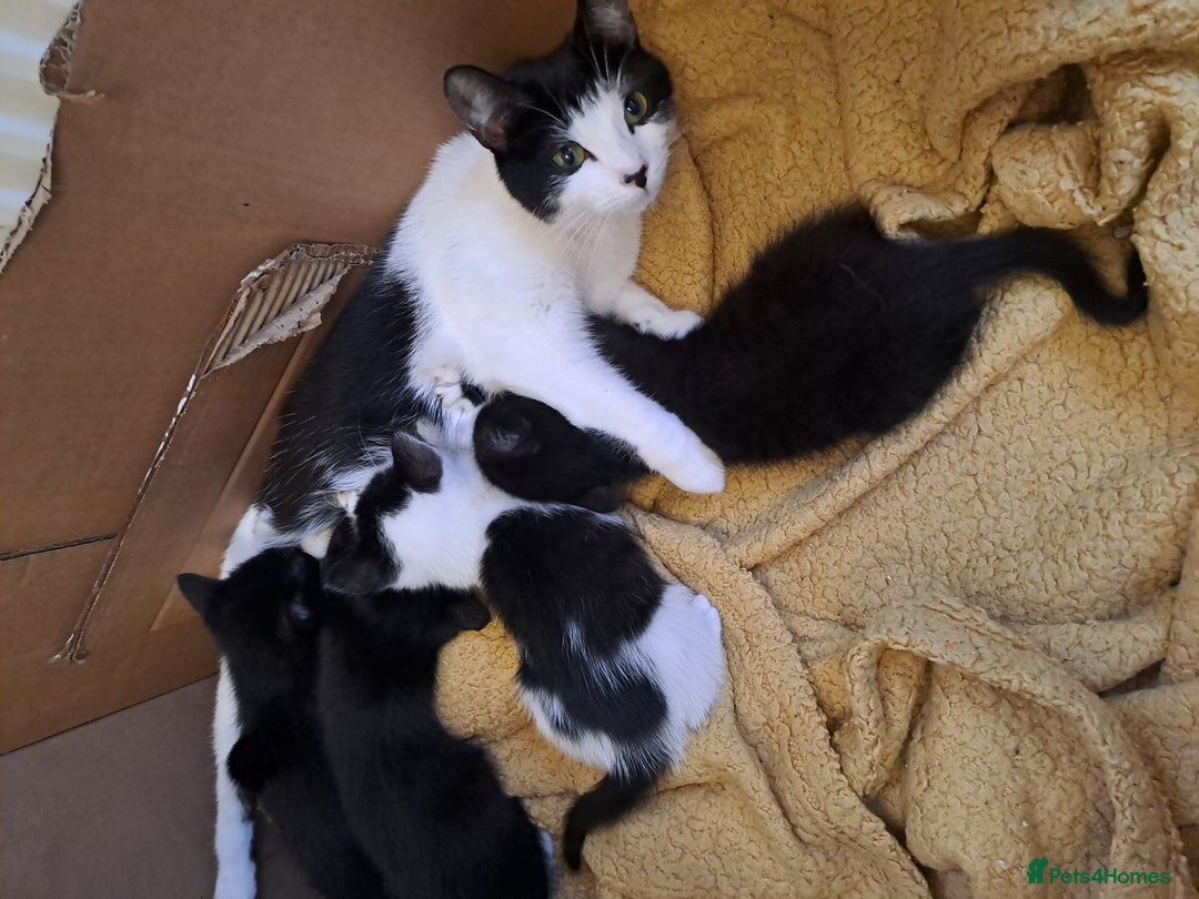 Mixed Breed cats for sale: Beautiful Kittens Looking for Homes - Advert 4