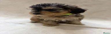 Cockapoo 3