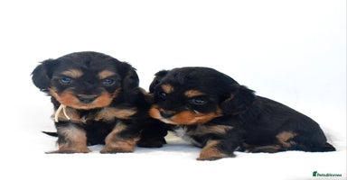 Cavapoo dogs - Advert 8