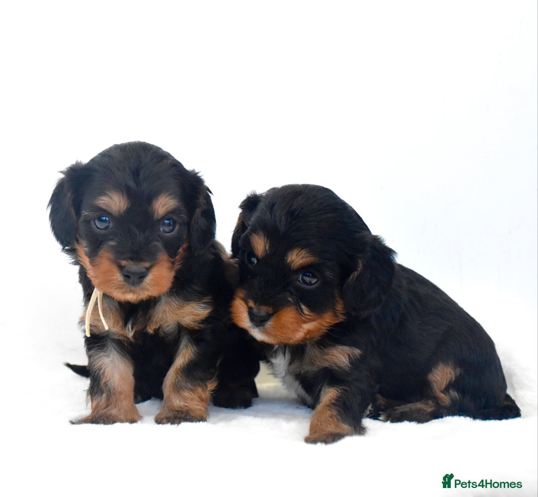 Cavapoo dogs for sale: ⭐️ Gorgeous F1 Toy Cavapoo Puppies ⭐️ - Image 3