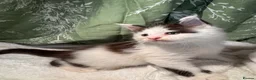 Maine Coon cats for sale: Stunning Maine coon kittens  - Advert 20