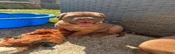 Dogue De Bordeaux dogs for sale: 10 Dogue de Bordeaux puppies for sale  in Maidstone - Advert 36