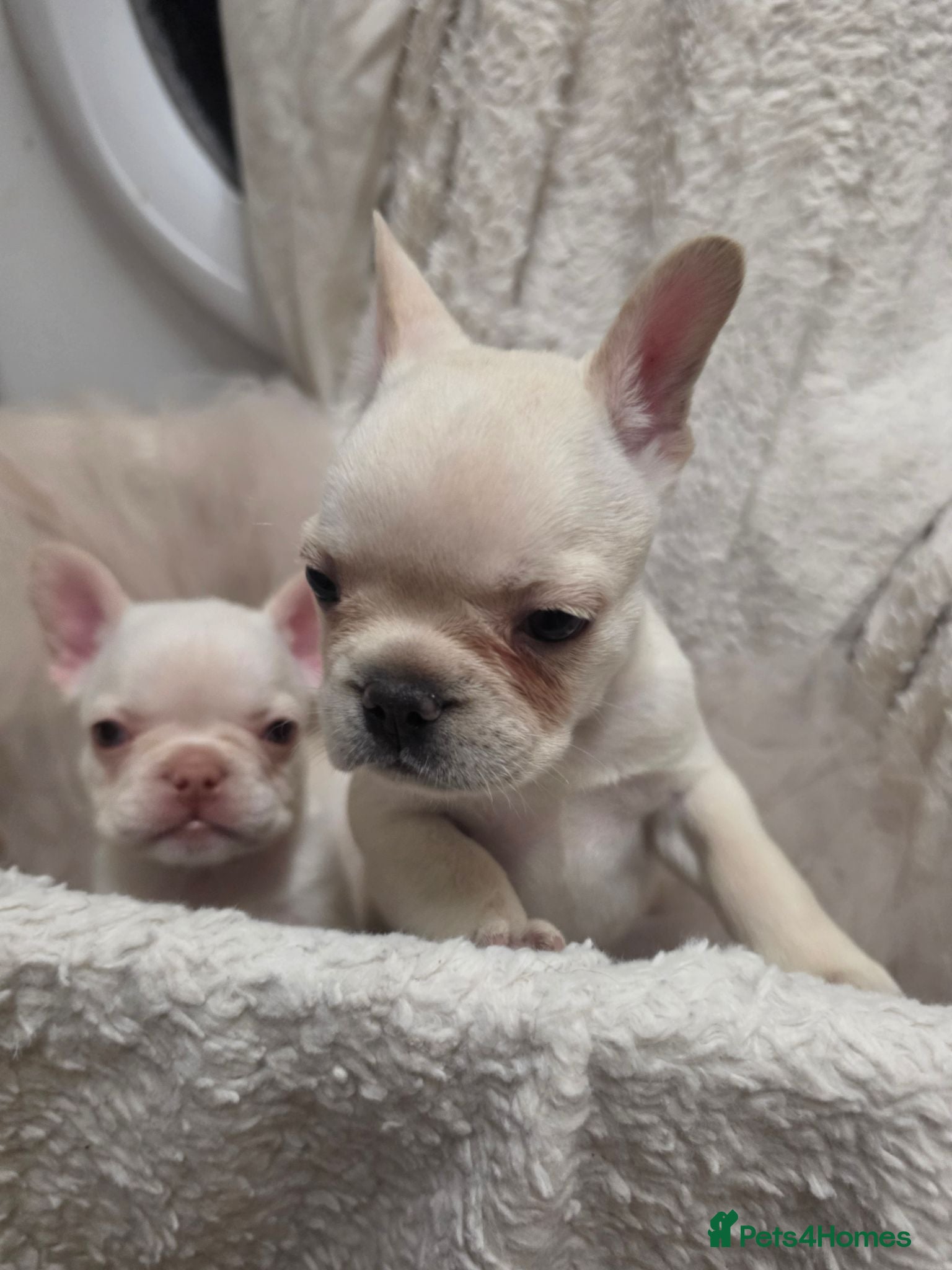 French Bulldog dogs French bulldog puppies  - Advert 7