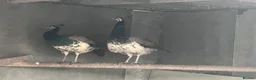 Peafowl poultry for sale: Indian blue pied - Advert 2
