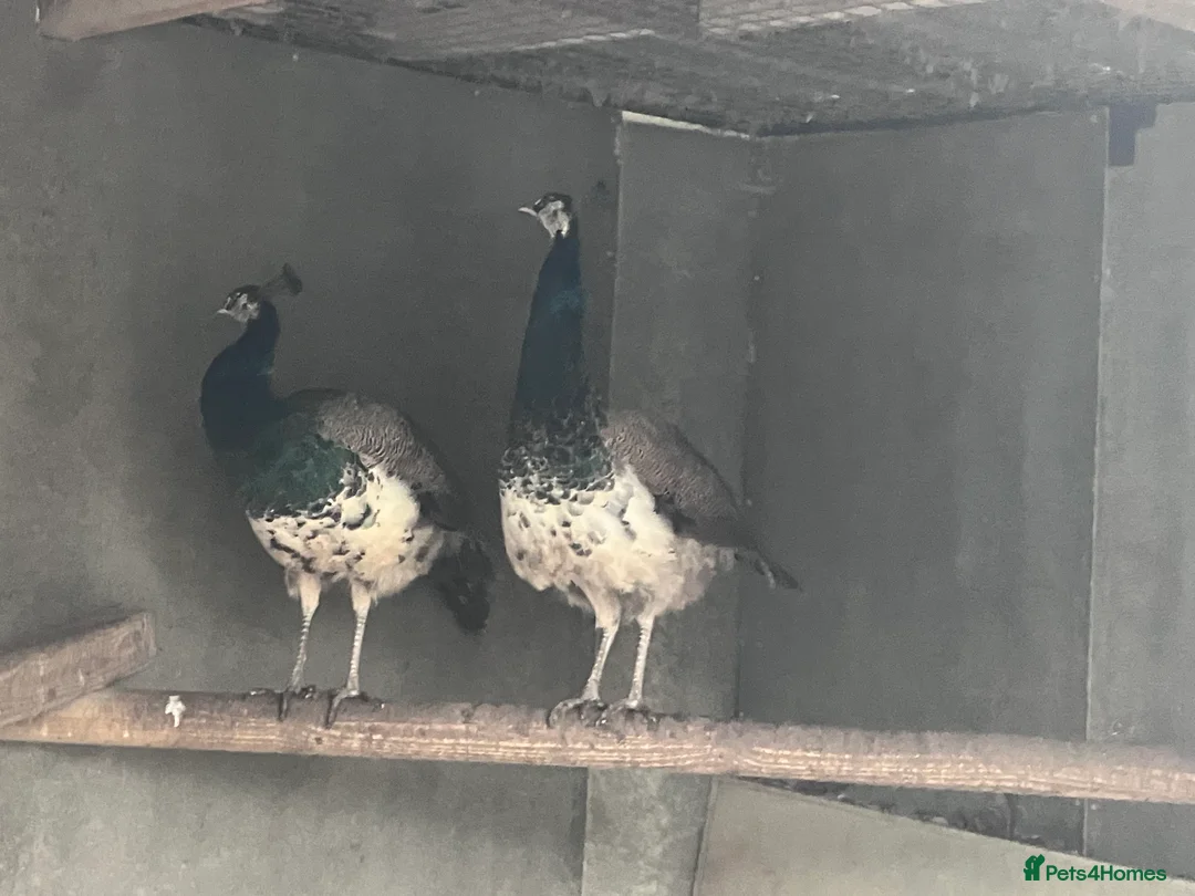 Peafowl poultry for sale: Indian blue pied - Advert 2