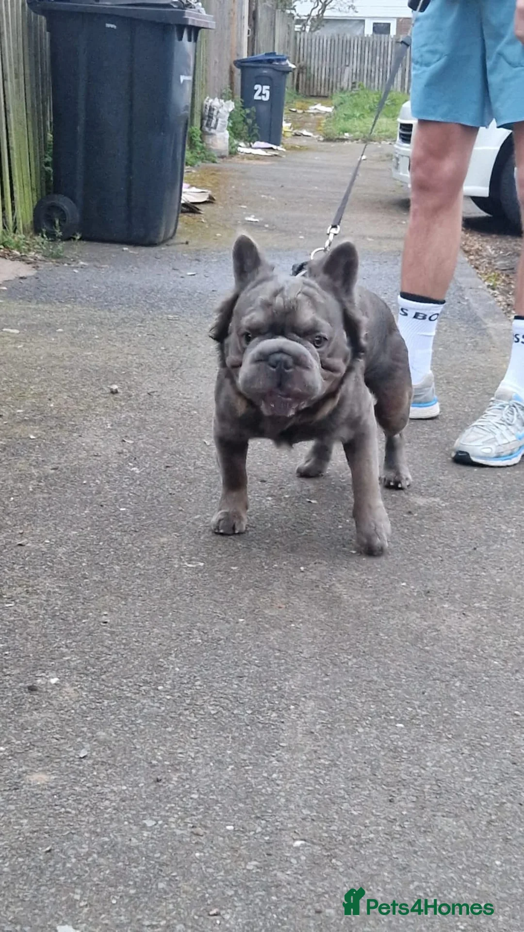 French Bulldog dogs for stud:  **  FLUFFY TED STUD ONLY in Birmingham - Advert 3
