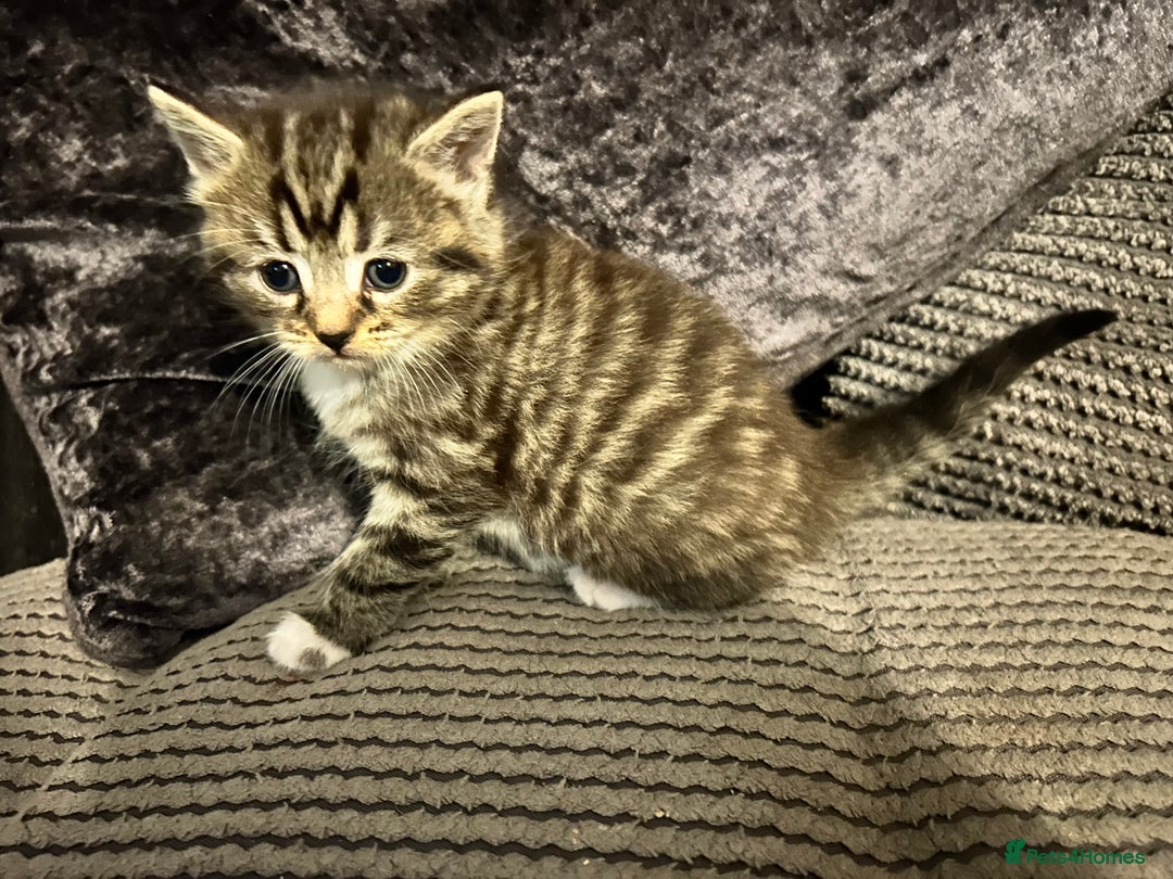 Mixed Breed cats for sale: Siamese x maincoon female kittens  - Advert 9