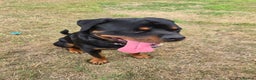 Rottweiler dogs for sale: Male Rottweiler 18 months old - Advert 2