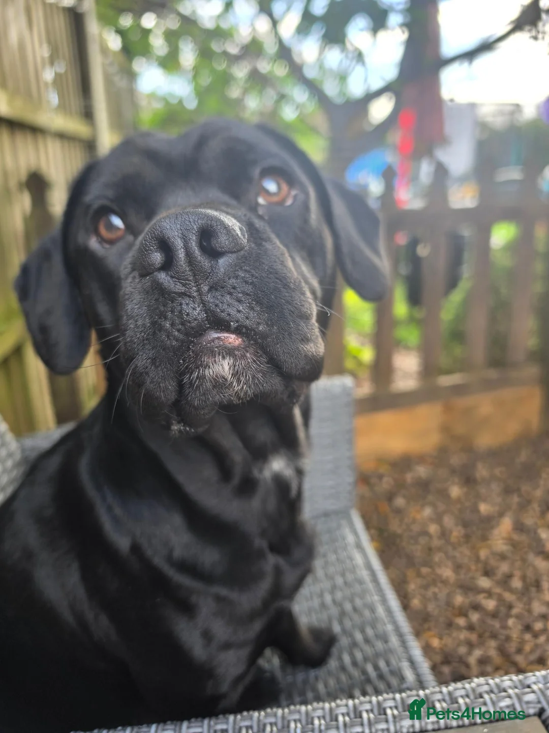 Mixed Breed dogs for sale: Male Cocker spaniel x frenchie, 11 months old - Advert 2