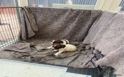 English Springer Spaniel dogs for sale: English springer spaniel kc registered  - Image 6