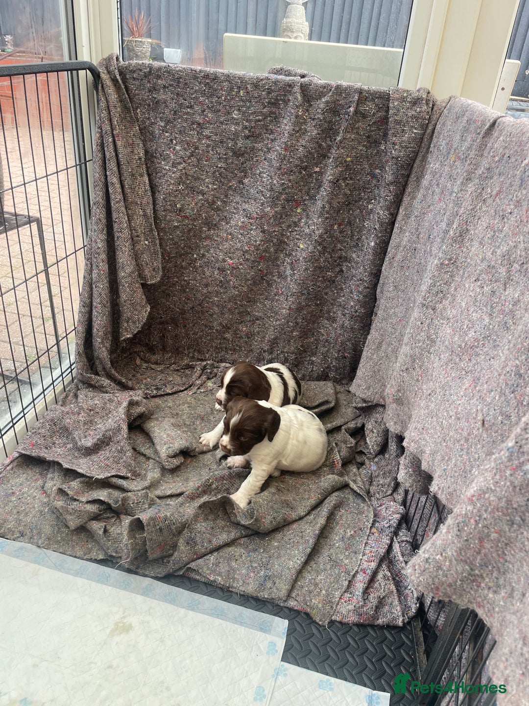 English Springer Spaniel dogs for sale: English springer spaniel kc registered  - Image 6