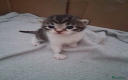 Mixed Breed cats for sale: 6 beautiful kittens - Image 4