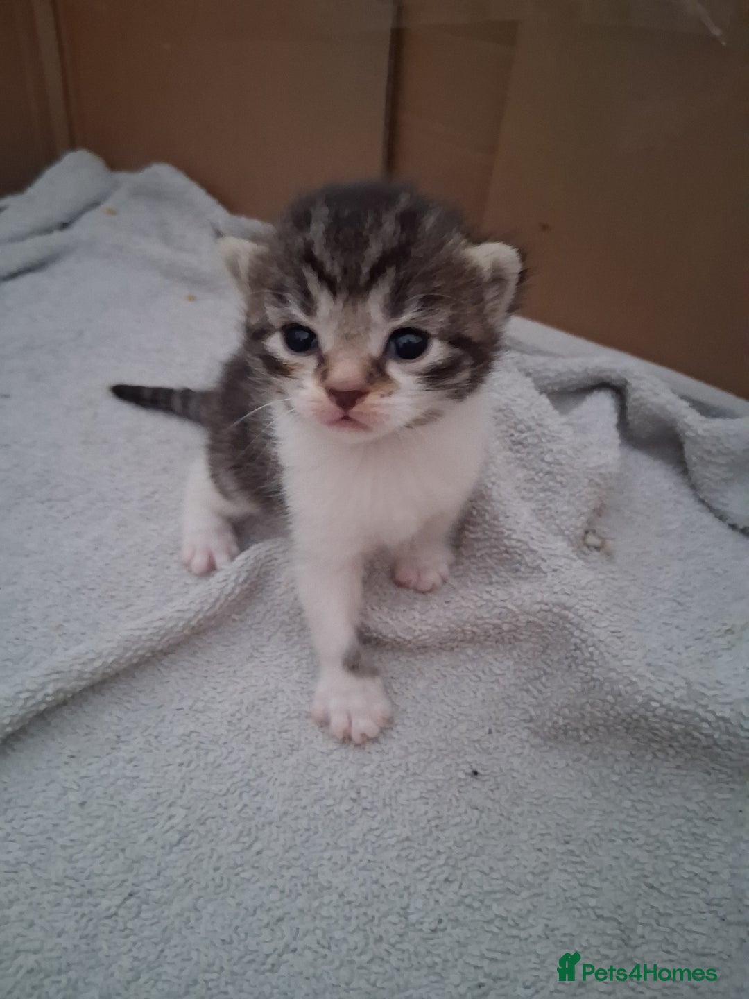 Mixed Breed cats for sale: 6 beautiful kittens - Image 4