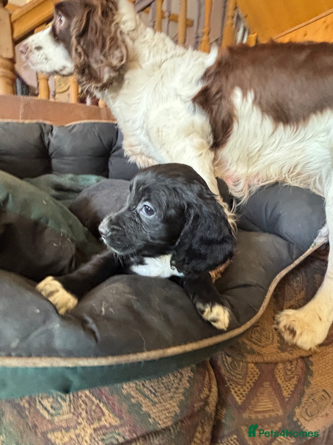 Cocker Spaniel dogs for sale: Working type cocker spaniel puppies  - Advert 12