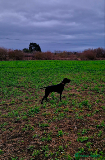 German Shorthaired Pointer dogs Proven sire full KC Reg GSP 5th Generation - Advert 3