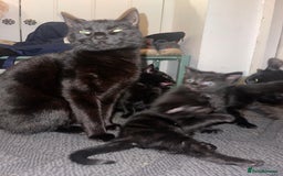 Bengal cats for sale: Bengal cross kittens  - Image 3