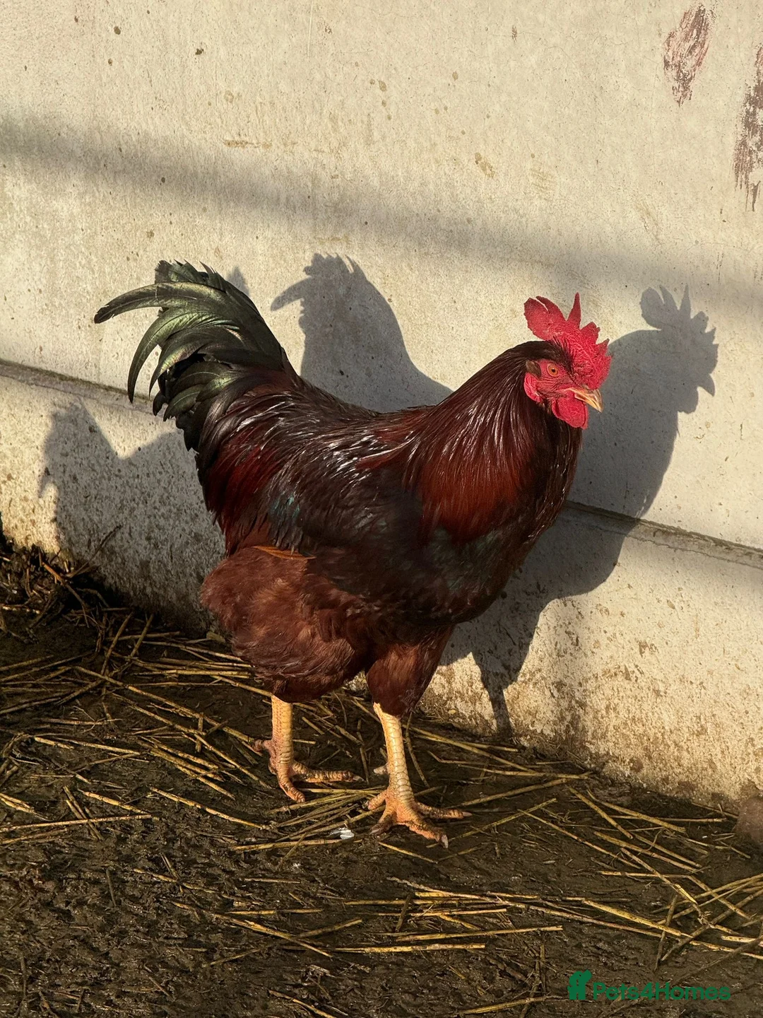 Chickens poultry for sale: Cockerels for sale  - Advert 4