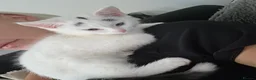 Mixed Breed cats for sale: Singleton kitten in Birkenhead - Advert 4