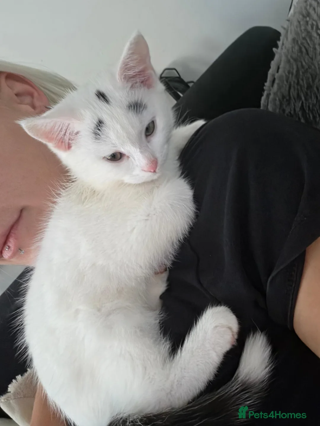 Mixed Breed cats for sale: Singleton kitten in Birkenhead - Advert 4