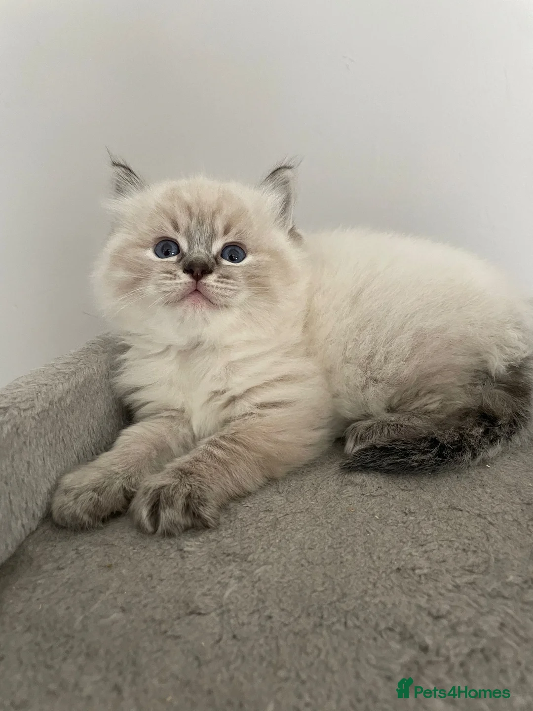 Ragdoll cats for stud: Gccf active large blue mitted ragdoll stud loki in Wakefield - Advert 14