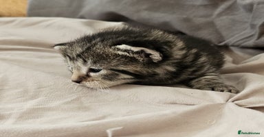 Russian Blue cats - Advert 1