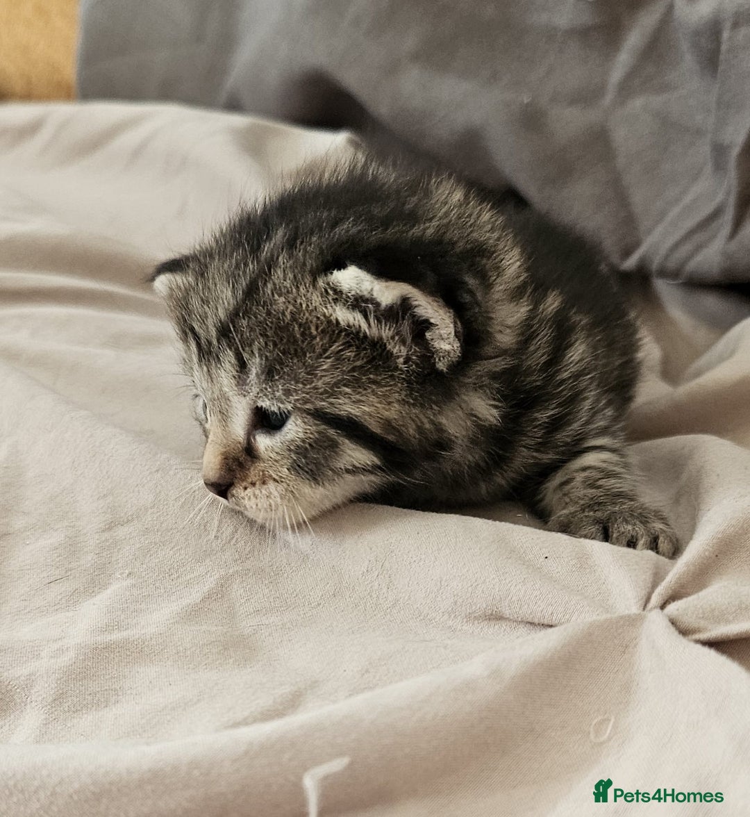 Russian Blue cats for sale: Mix Russian Blue and Maine Coon - Image 3