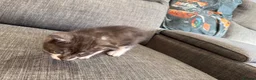 Maine Coon cats for sale: mainecoon kittens  - Advert 15