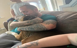 American Bulldog dogs for sale: american bulldog - Image 3