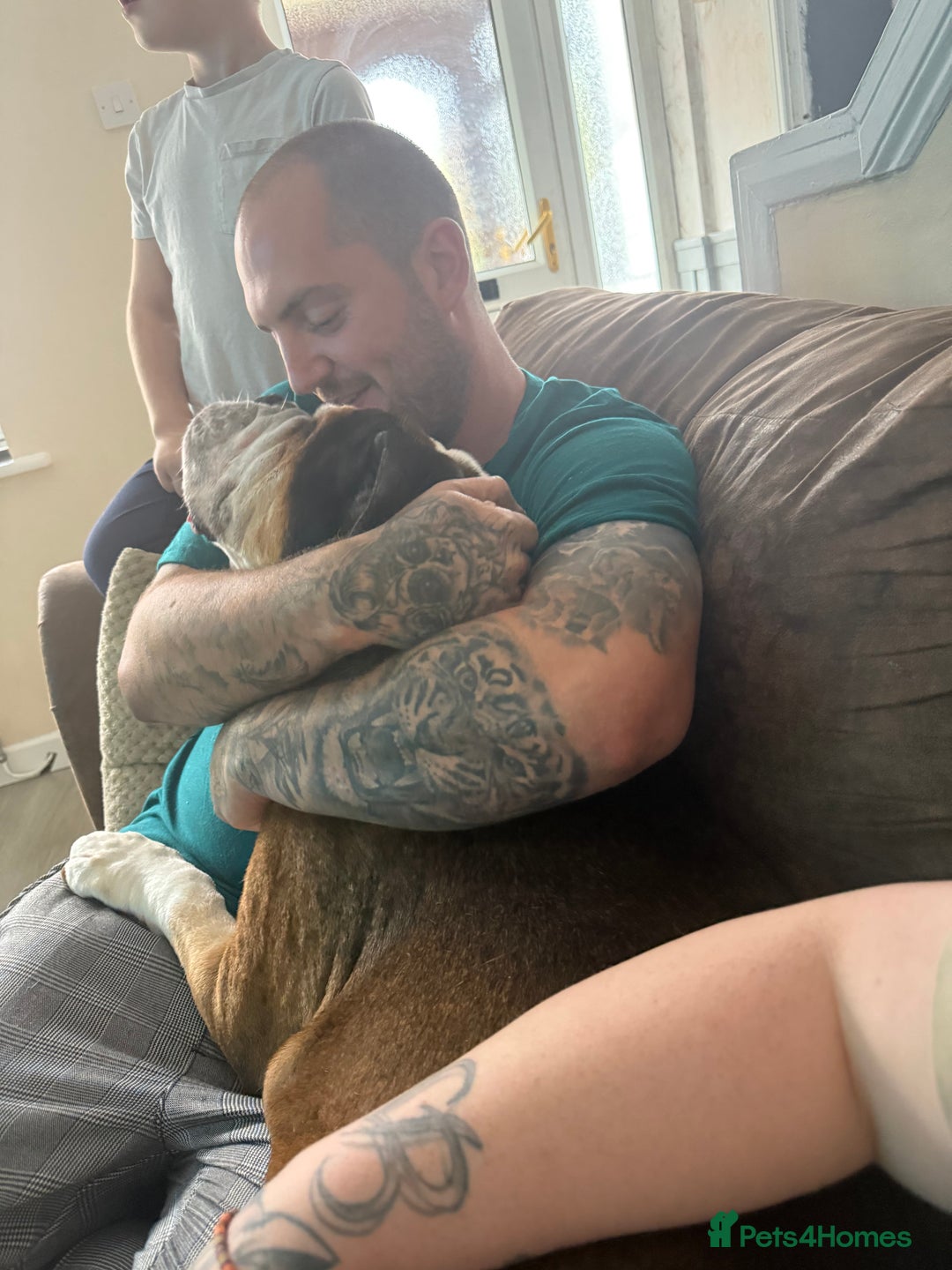 American Bulldog dogs for sale: american bulldog - Image 3