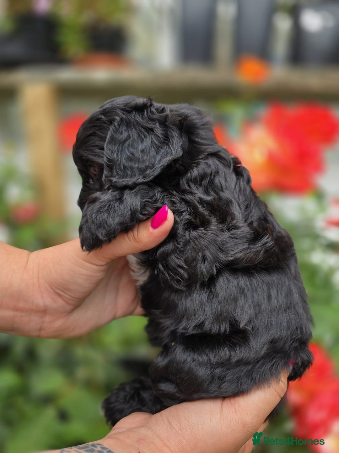 Cockapoo dogs for sale: F1 working cockapoo puppies - Image 22